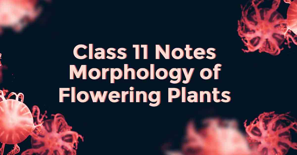 Morphology of Flowering Plants Class 11 Notes