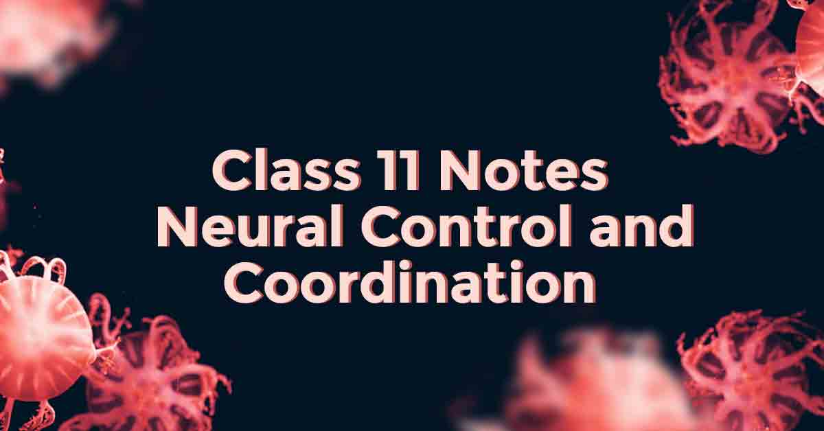 Neural Control and Coordination Class 11 Notes