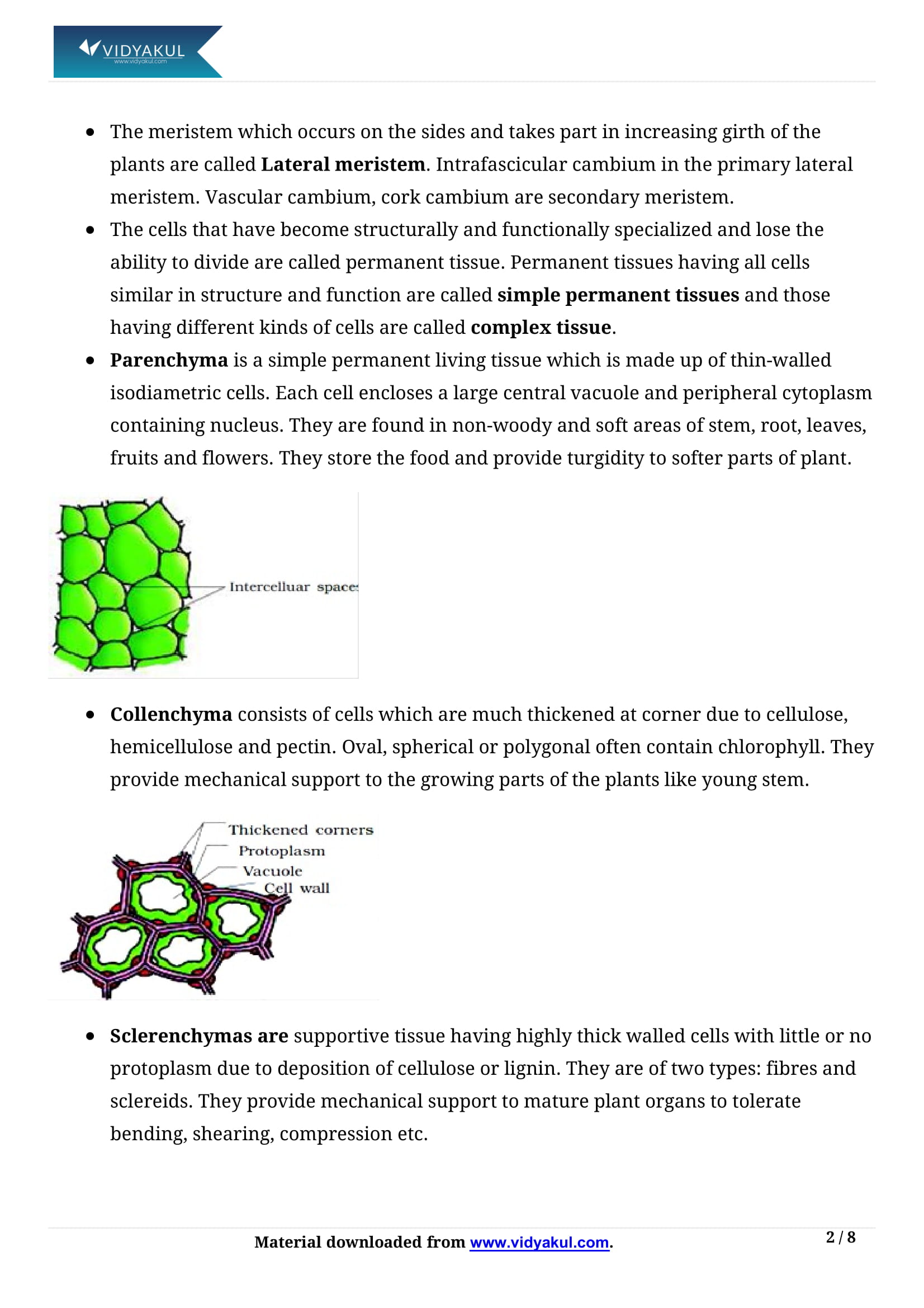 Anatomy Of Flowering Plants Class 11 Notes Vidyakul 