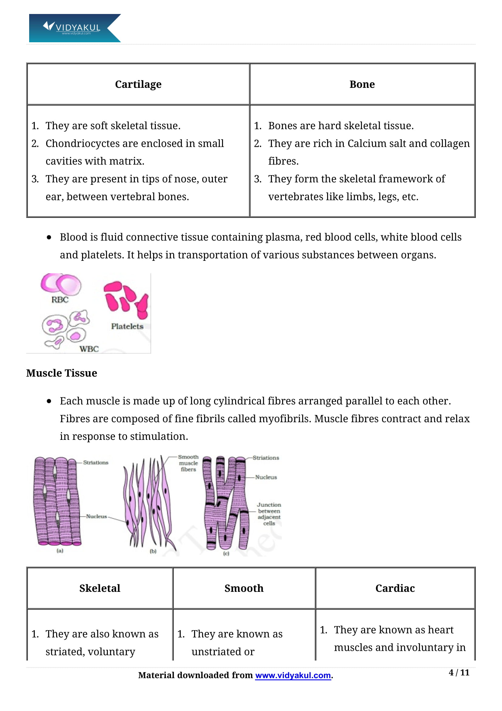 Structural Organization In Animals Class 11 Notes Vidyakul