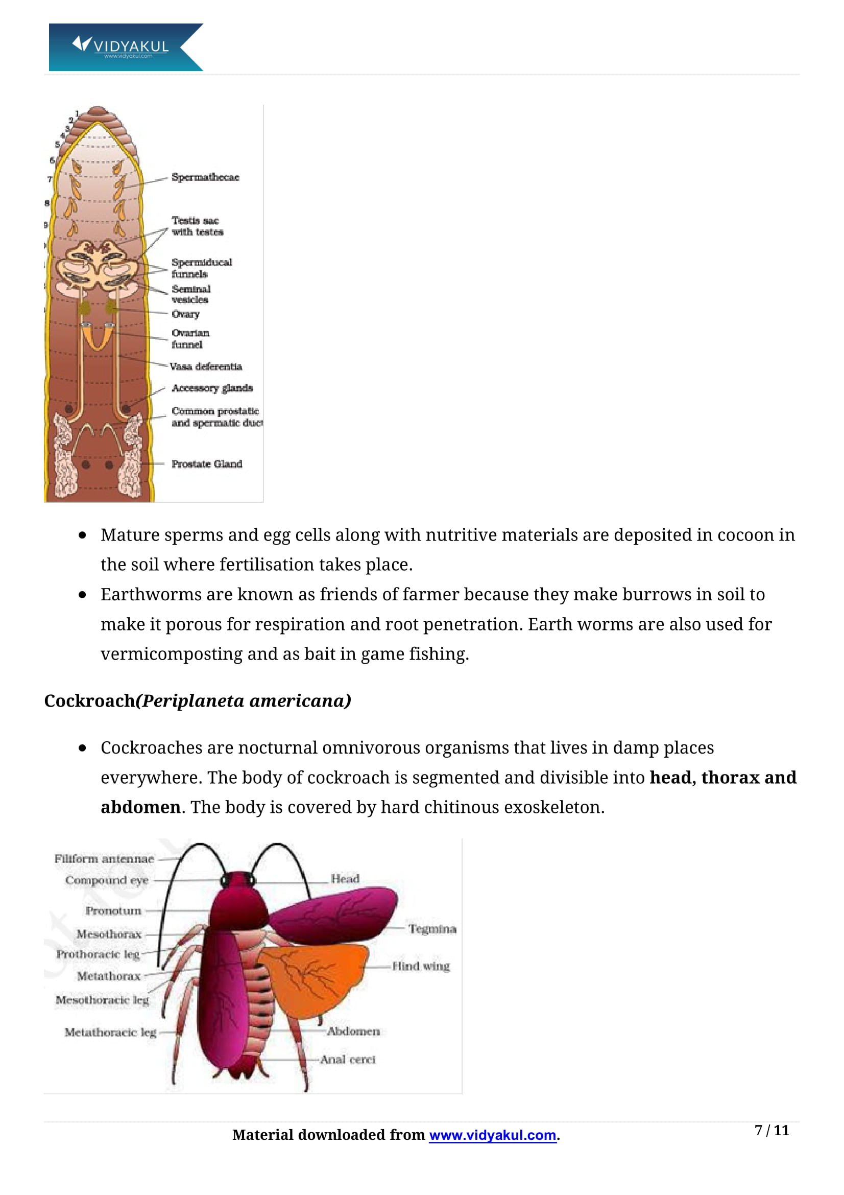 Structural Organization in Animals Class 11 Biology Notes Part - 7