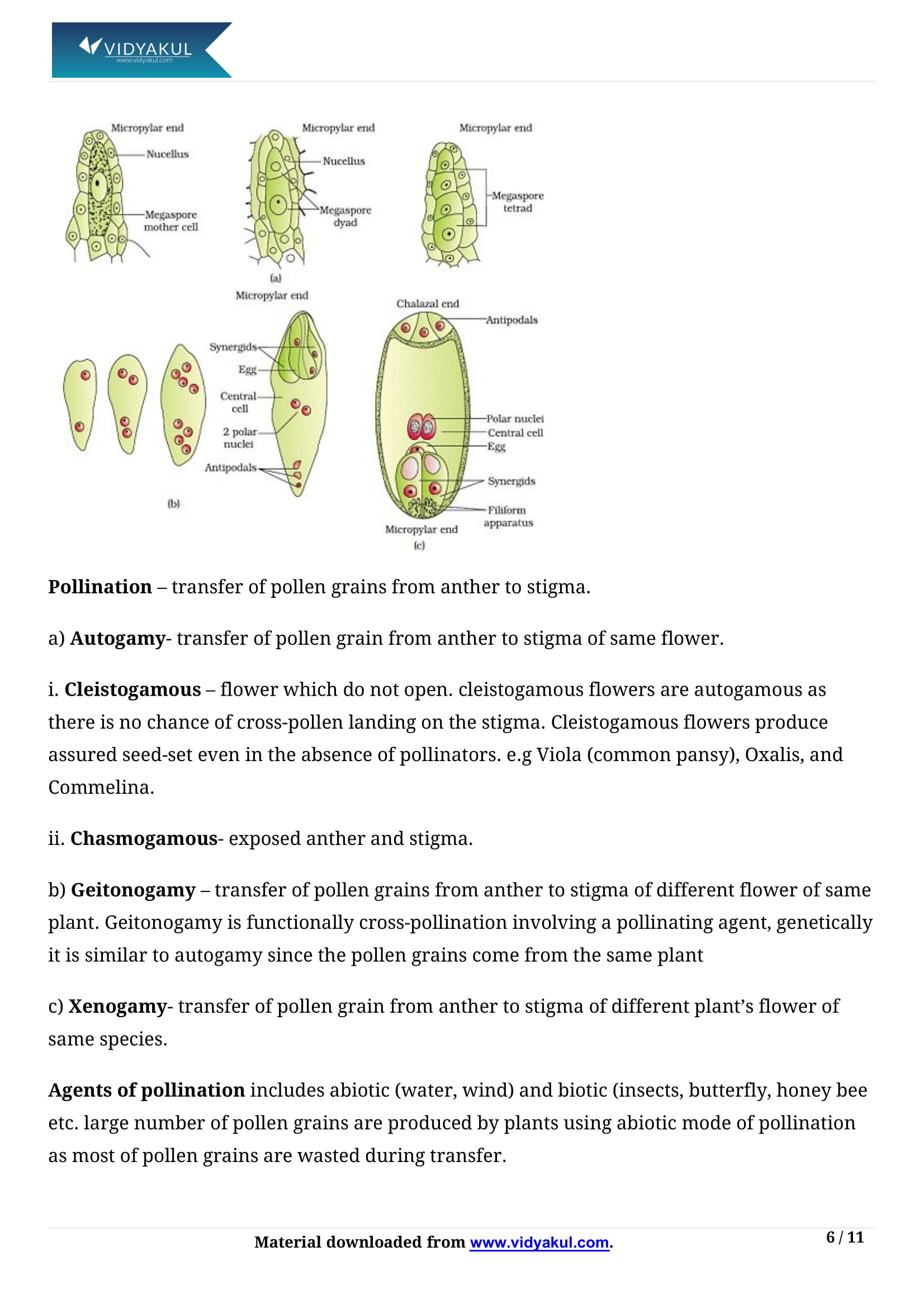 Sexual Reproduction in Flowering Plants Class 12 Notes | Vidyakul