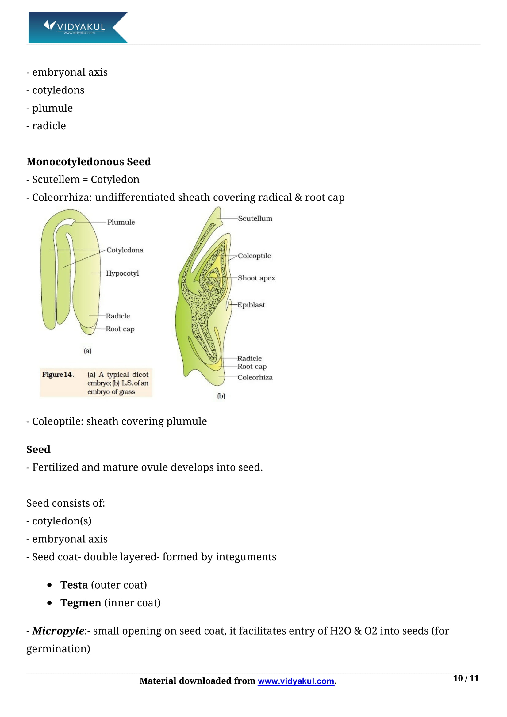 Sexual Reproduction in Flowering Plants Class 12 Notes | Vidyakul