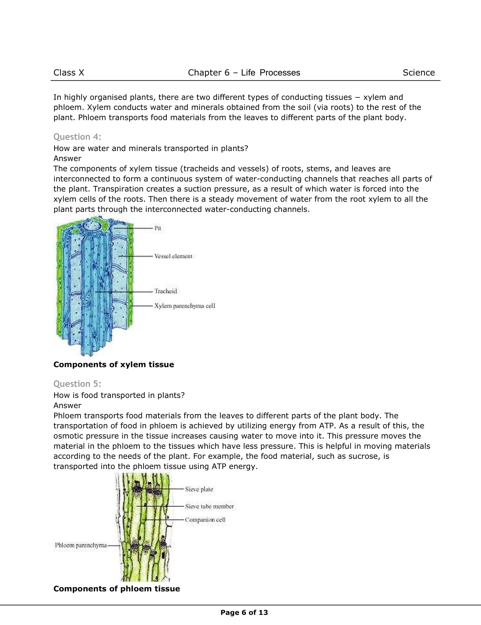 Class 10th Science Life Processes NCERT Solution CBSE 2023